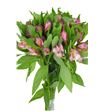 Alstroemeria fancy rosa - ALSEROS
