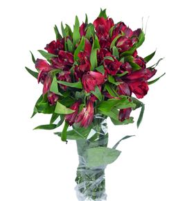 Alstroemeria standar rojo - ALSEROJ