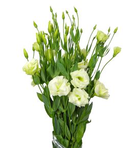 Lisianthus crema - LISCRE