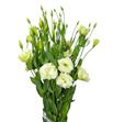 Lisianthus crema - LISCRE