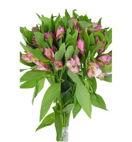 Alstroemeria standar rosa - ALSEROS