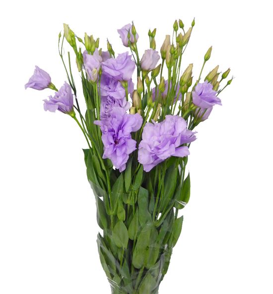 Lisianthus malva - LISMAL