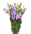 Lisianthus malva - LISMAL