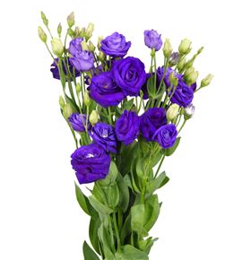 Lisianthus morado - LISMOR
