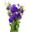 Lisianthus morado - LISMOR