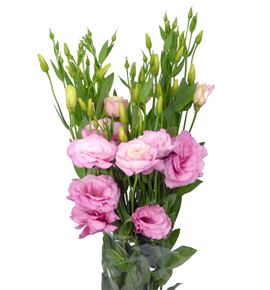 Lisianthus rosa - LISROS