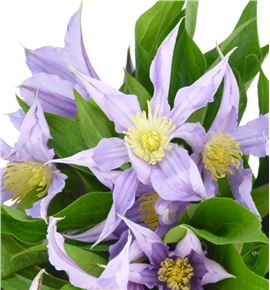 Clematis amazing london 60 - CLEAMALON