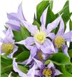 Clematis amazing london 60 - CLEAMALON1