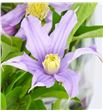 Clematis amazing london 60 - CLEAMALON2