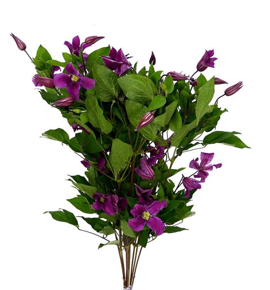Clematis amazing kyiv 60 - CLEAMAKYI