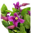 Clematis amazing kyiv 60 - CLEAMAKYI1