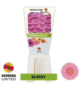 Gerbera glossy 50 x15 - GERGLO5015