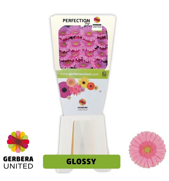 Gerbera glossy 50 x15 - GERGLO5015