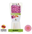 Gerbera glossy 50 x15 - GERGLO5015