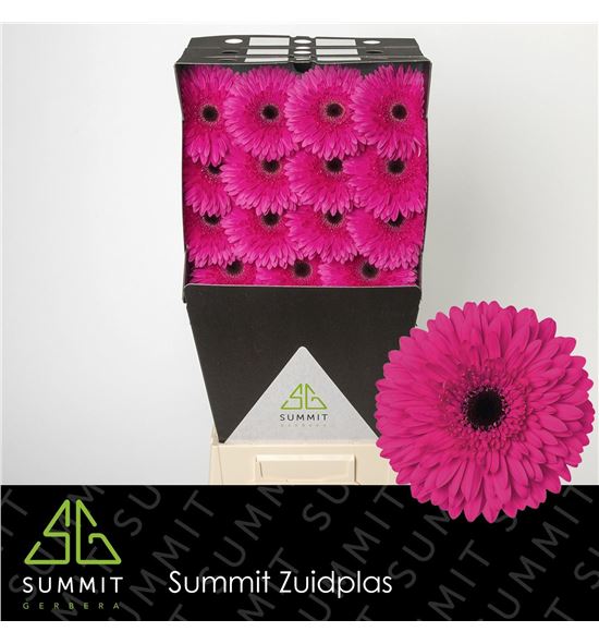 Gerbera madeira 50 x15 - GERMAD5015
