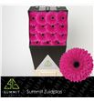 Gerbera madeira 50 x15 - GERMAD5015