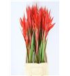 Bromelia grand prix 45 - BROGRA