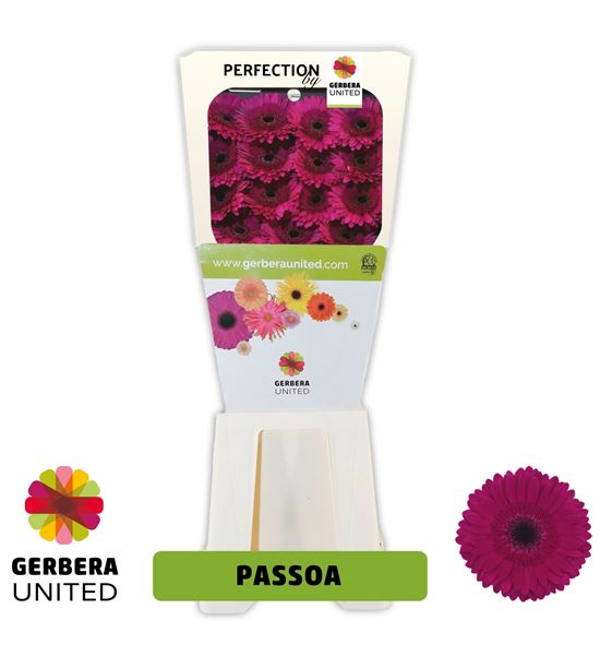 Gerbera passoa 50 x15 - GERPAS5015