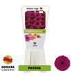 Gerbera passoa 50 x15 - GERPAS5015