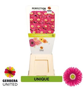Gerbera unique 50 x15 - GERUNI5015