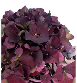 Hydr mag rubyred classic 70 - HYDMAGRUBCLA