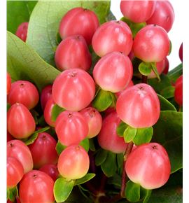 Hypericum coco tango 60 - HYPCOCTAN