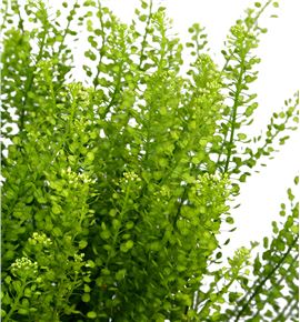 Lepidium green dragon 80 - LEPGREDRA