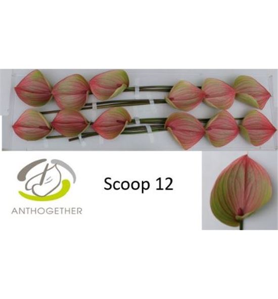 Anth scoop x12 - ANT12SCO