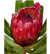 Protea red ice 50 - PROREDICE1