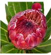 Protea red ice 50 - PROREDICE2