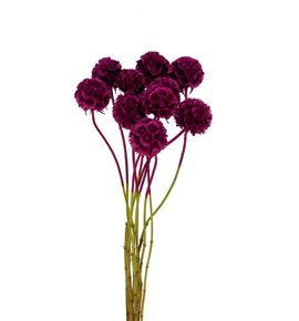 Scabiosa teñido fucsia 60 - SCATENFUC