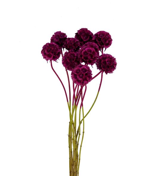 Scabiosa teñido fucsia 60 - SCATENFUC