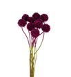 Scabiosa teñido fucsia 60 - SCATENFUC