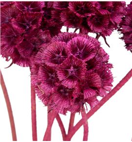 Scabiosa teñido fucsia 60 - SCATENFUC