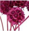 Scabiosa teñido fucsia 60 - SCATENFUC1