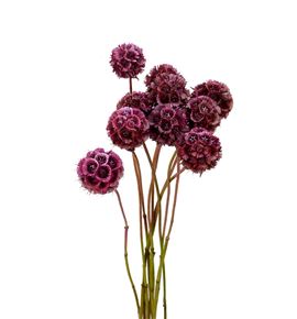 Scabiosa teñido rosa 60 - SCATENROS