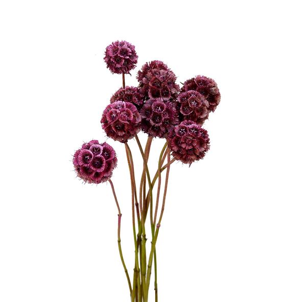 Scabiosa teñido rosa 60 - SCATENROS