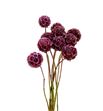 Scabiosa teñido rosa 60 - SCATENROS