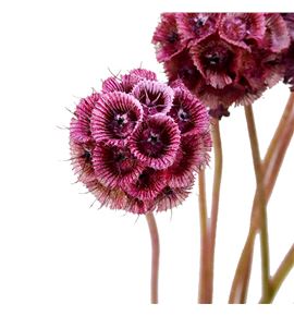 Scabiosa teñido rosa 60 - SCATENROS