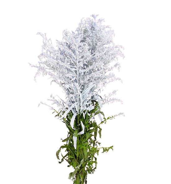 Solidago teñido blanco 80 - SOLTENBLA