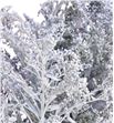 Solidago teñido blanco 80 - SOLTENBLA1