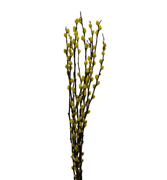 Salix wilgenkatjes amarillo 70 - SALWILAMA