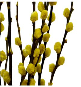 Salix wilgenkatjes amarillo 70 - SALWILAMA