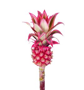Ananas - ANA