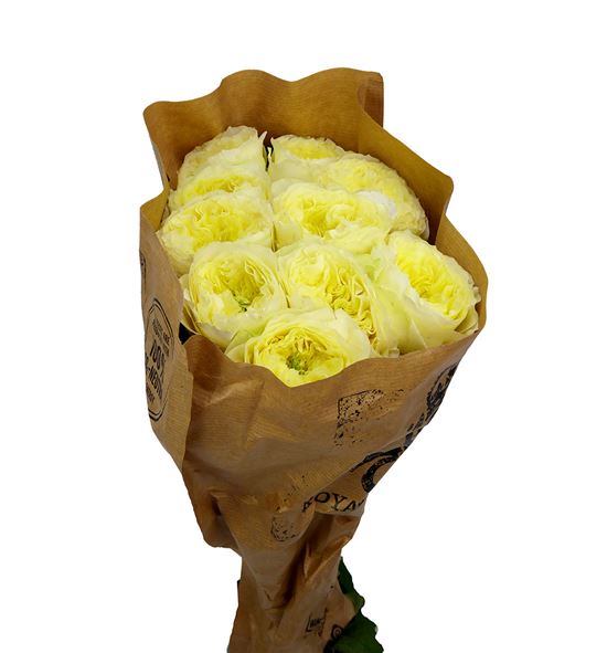 Rosa hol solsbury hill 60 - RGRSOLHIL