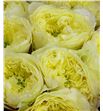 Rosa hol solsbury hill 60 - RGRSOLHIL1