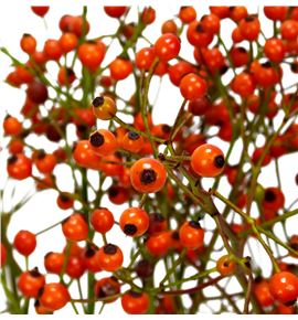 Rozenbottel prinsberry orange 50 - ROZPRIORA