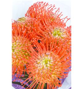Nutan succession 60 x5 - NUTSUC