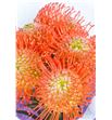 Nutan succession 60 x5 - NUTSUC1