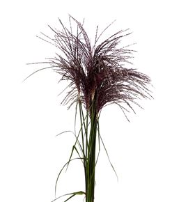 Miscanthus sinensis ov 100 - MISSINOV
